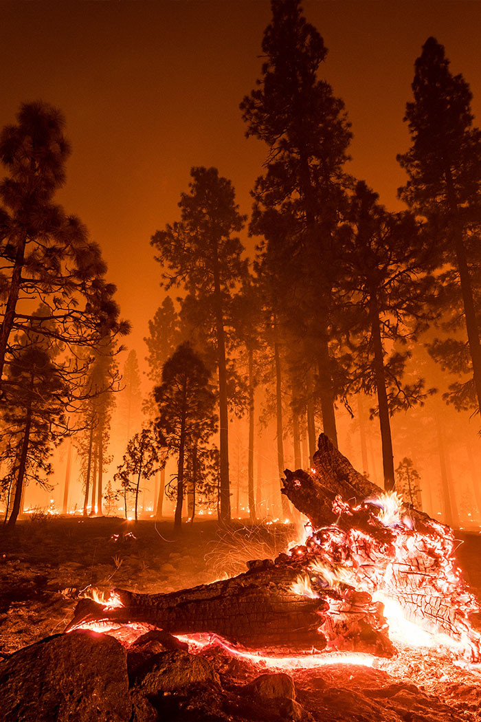 california-wildfire-burned-tree.jpg