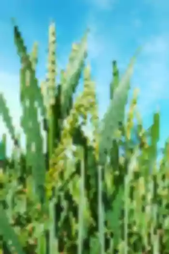 Closeup view of crops in a field