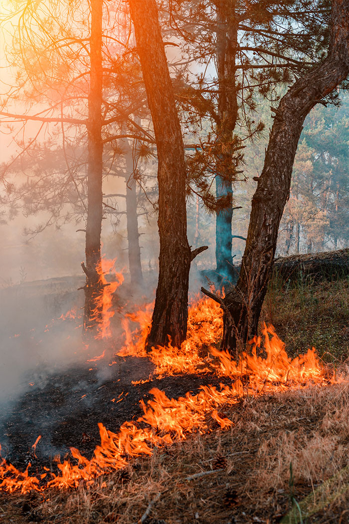 wildfire-trees-burning.jpg